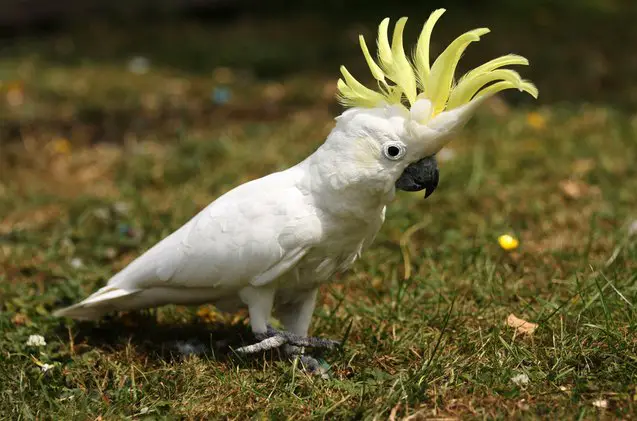 lesser sulphur crested cockatoo