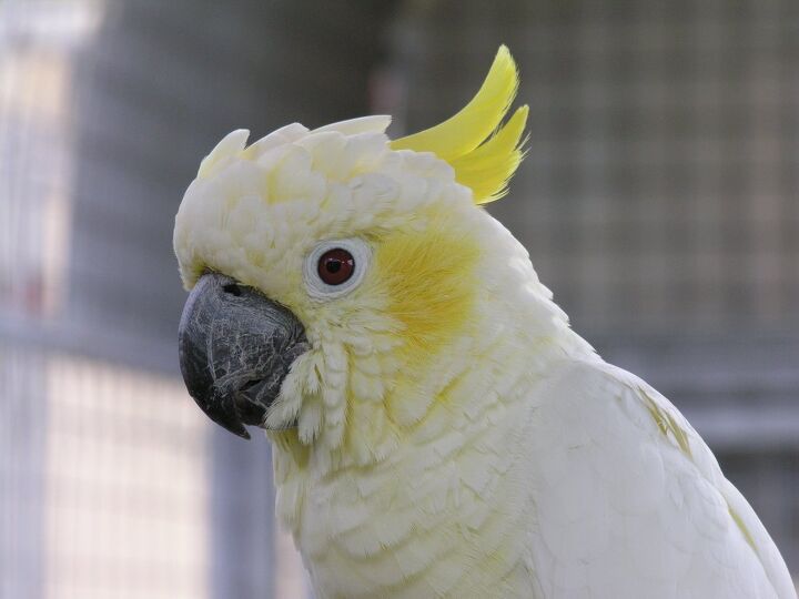 lesser sulphur crested cockatoo