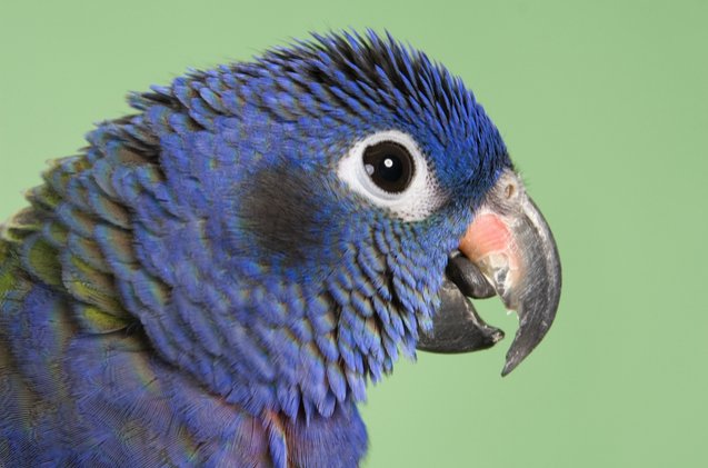 blue headed parrot