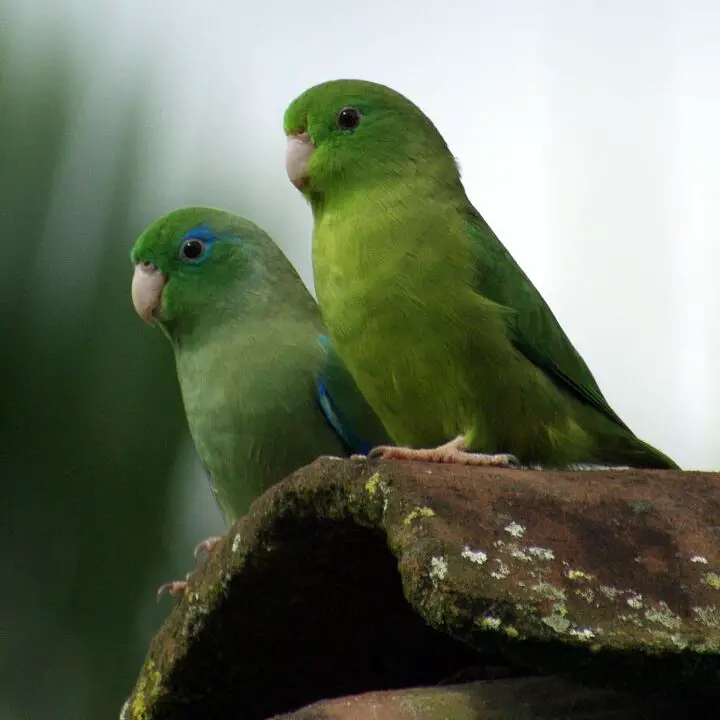 spectacled parrotlet