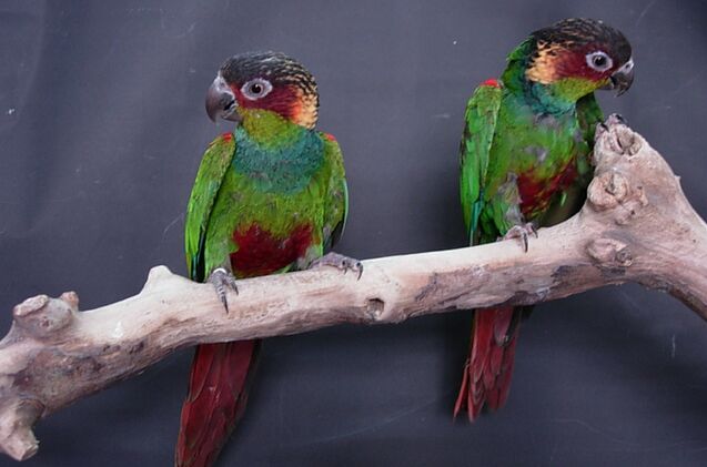 blue throated conure