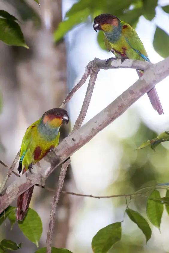 blue throated conure