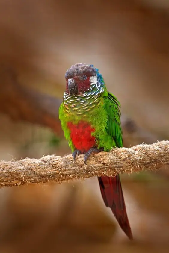 blue throated conure