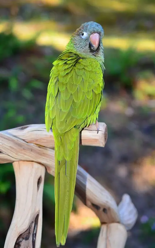 blue crowned conure