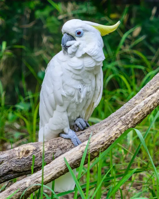 greater sulphur crested cockatoo