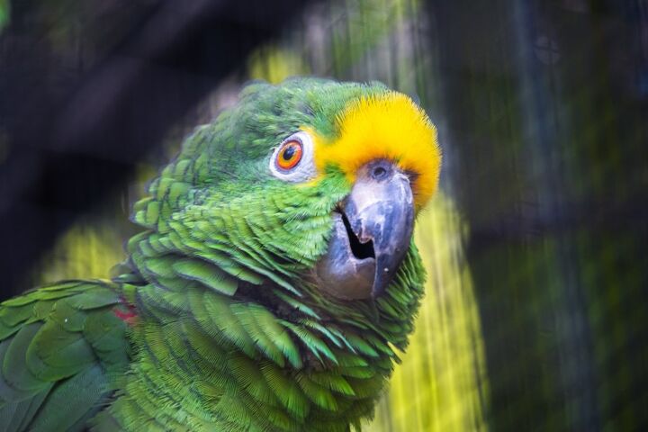 yellow crowned amazon