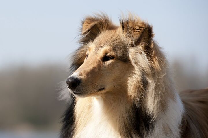 scotch collie