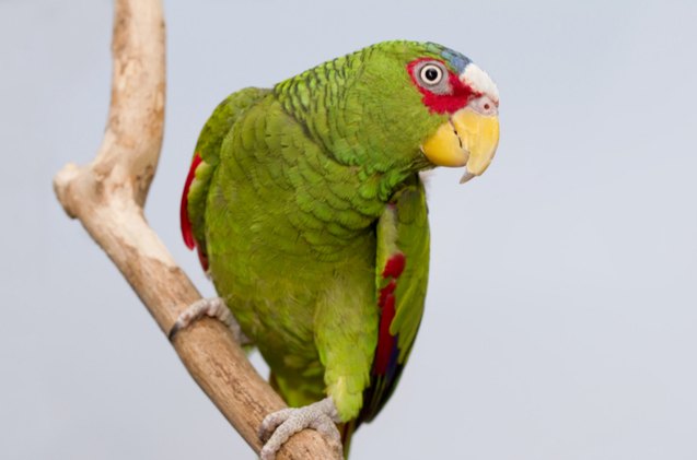 white fronted amazon