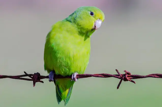 mexican parrotlet