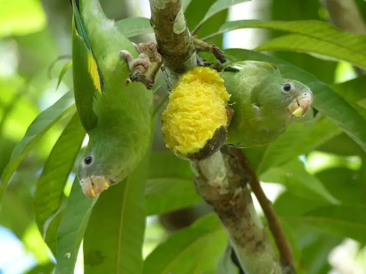 mexican parrotlet