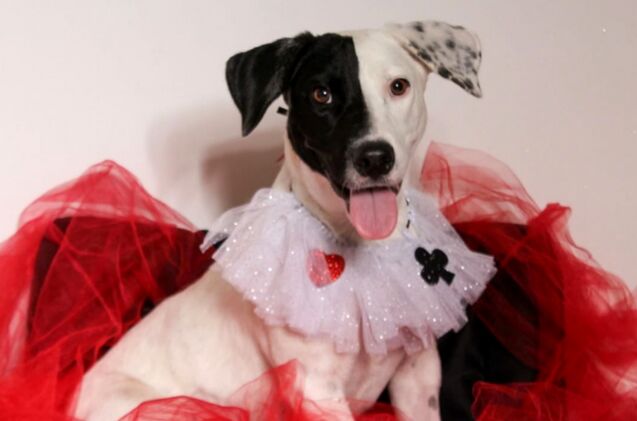 adoptable dog of the week harley