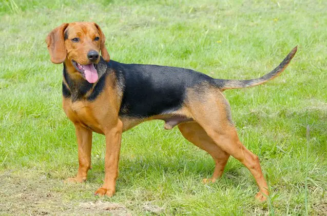 serbian hound