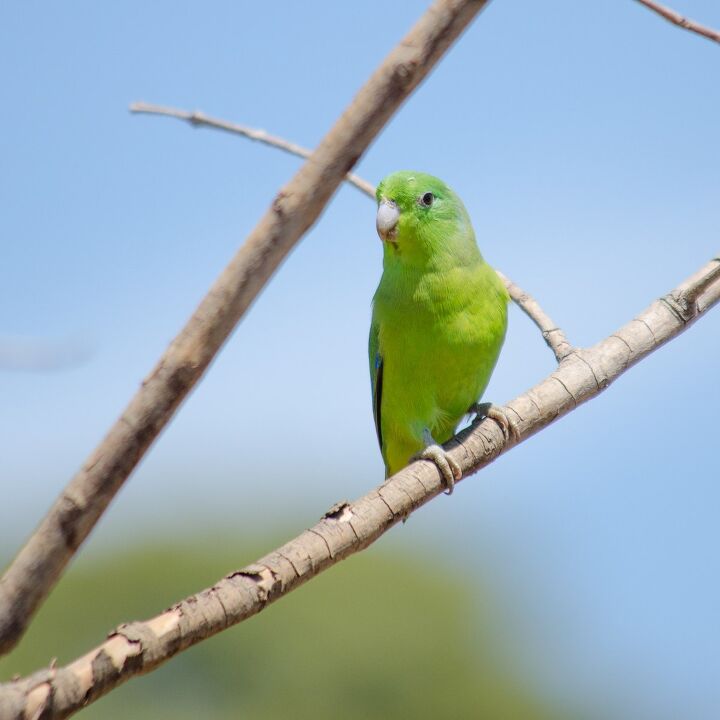 blue winged parrotlet