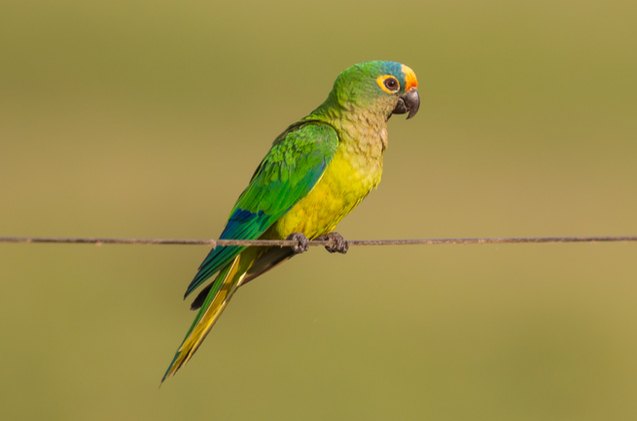 peach fronted conure