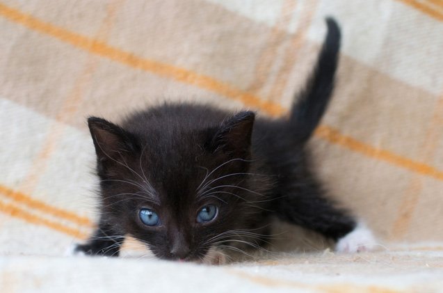 ojos azules cat