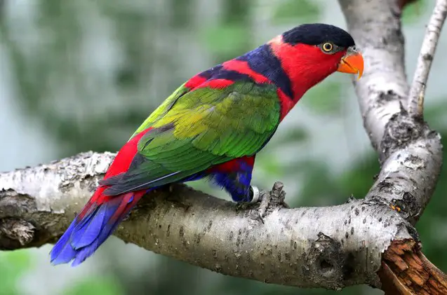 black capped lory