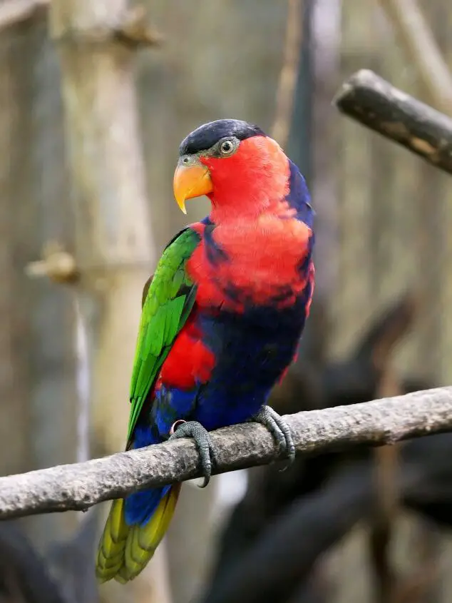 black capped lory