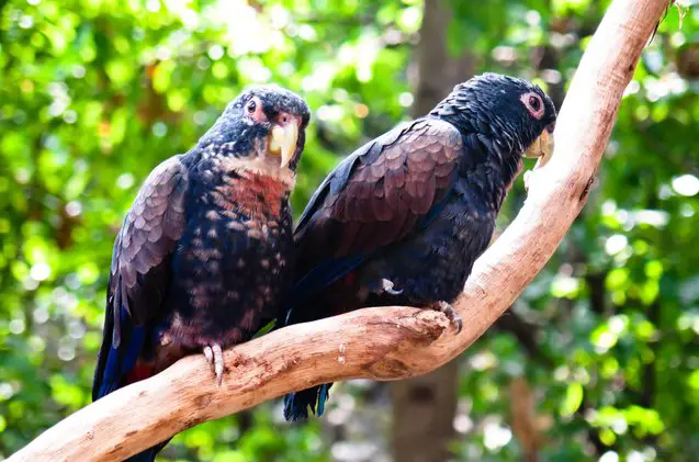 bronze winged parrot