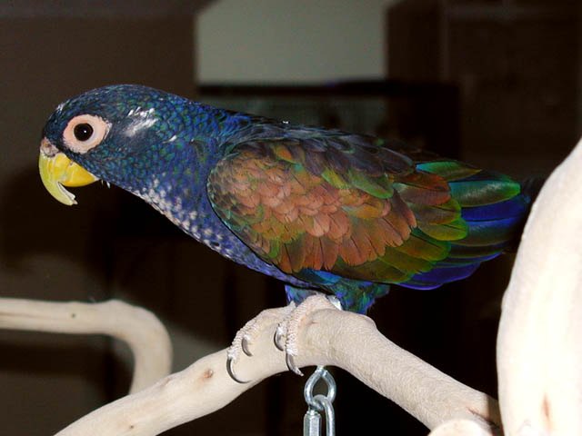 bronze winged parrot