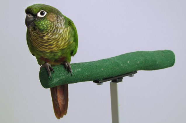 maroon bellied conure