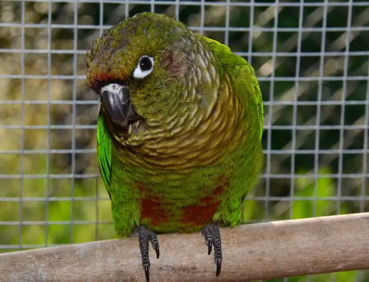 maroon bellied conure