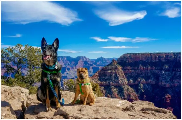 the ultimate pet friendly road trip lets you plan epic bucket list