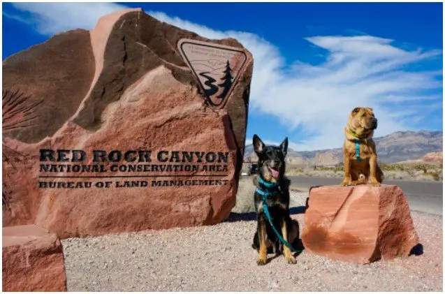 the ultimate pet friendly road trip lets you plan epic bucket list