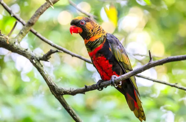 dusky lory