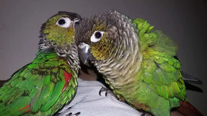 black capped conure