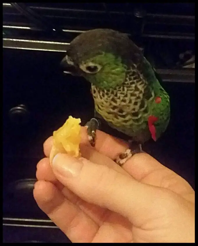 black capped conure