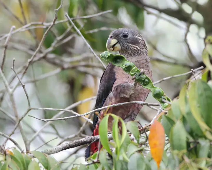 dusky parrot