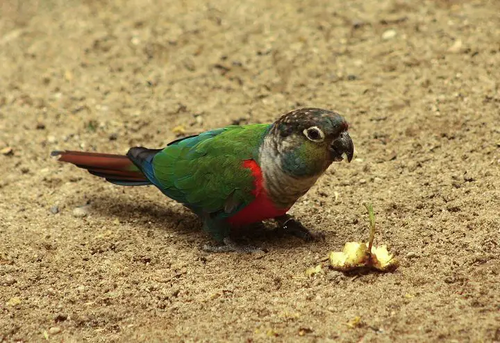 crimson bellied conure