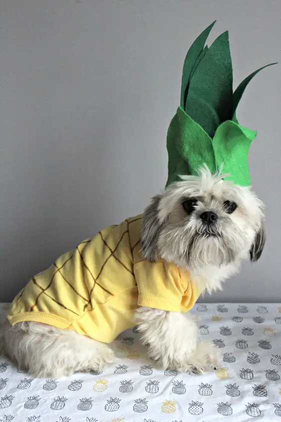 diy pineapple dog halloween costume