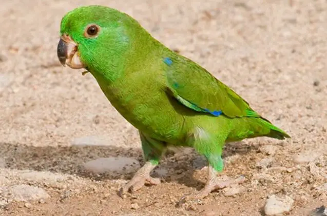 dusky billed parrotlet