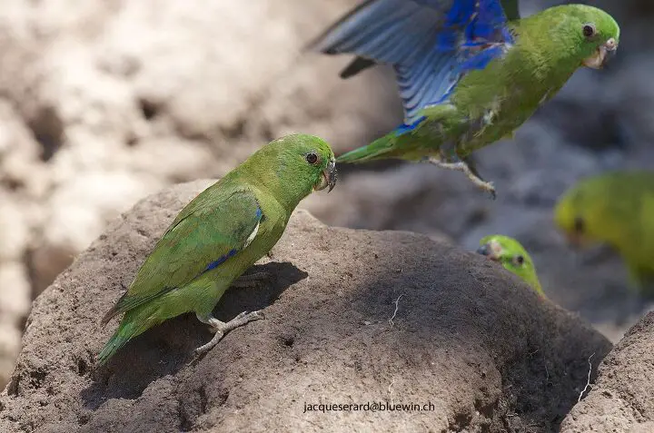 dusky billed parrotlet