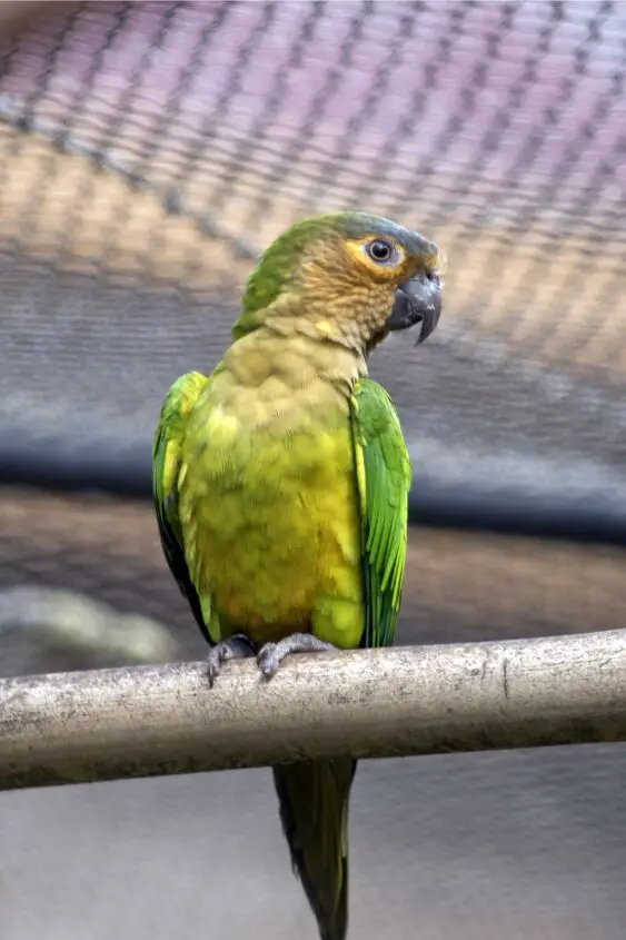 brown throated conure