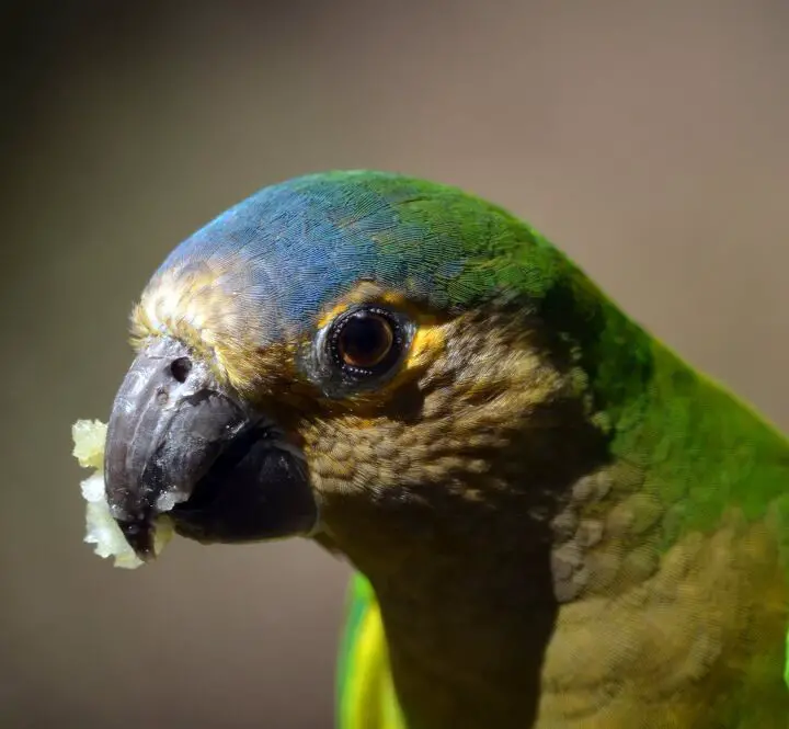 brown throated conure