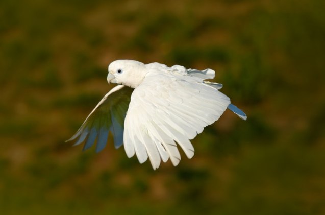 ducorps cockatoo