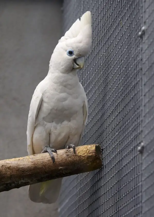 ducorps cockatoo