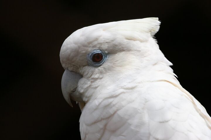 ducorps cockatoo