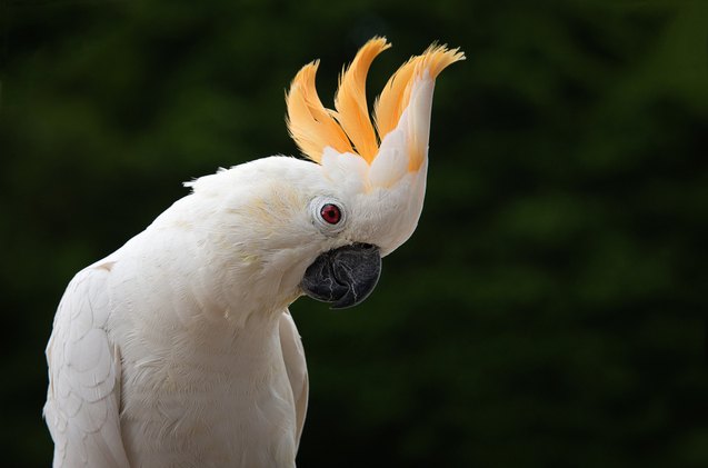 citron crested cockatoo