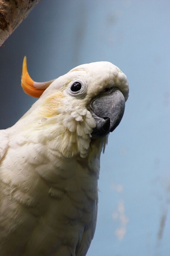 citron crested cockatoo