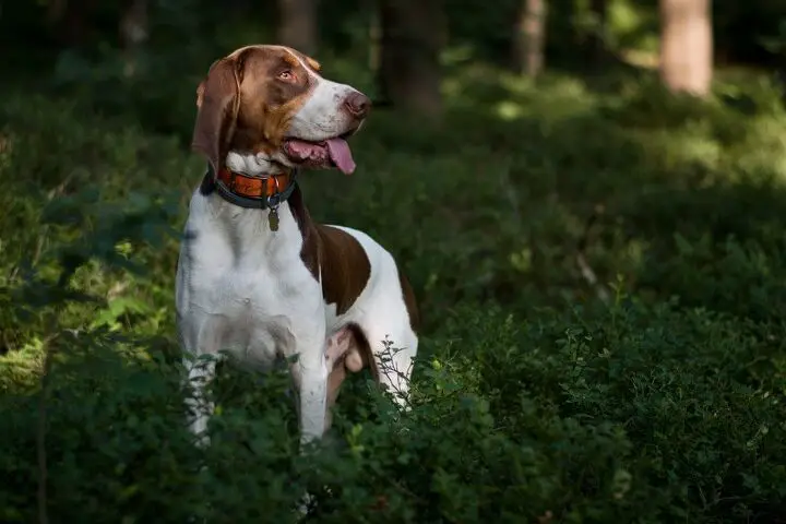 schwyz hound