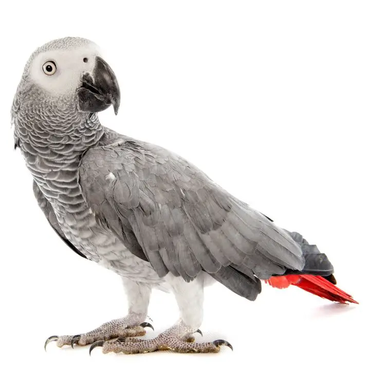 african grey parrot