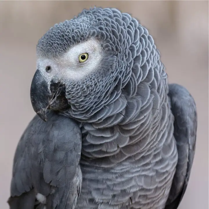 african grey parrot