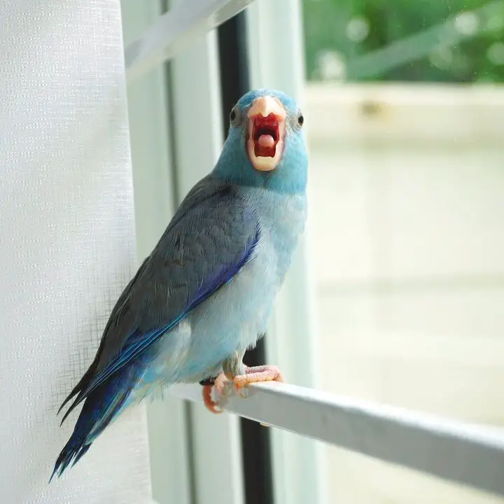 celestial parrotlet