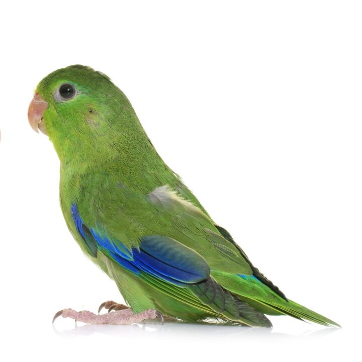 celestial parrotlet