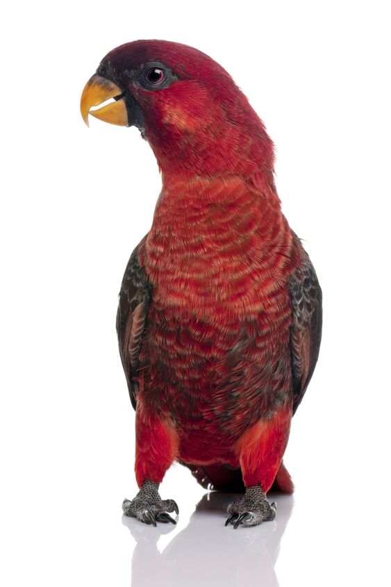 cardinal lory