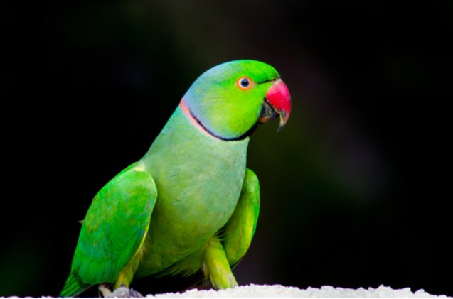 rose ringed parakeet