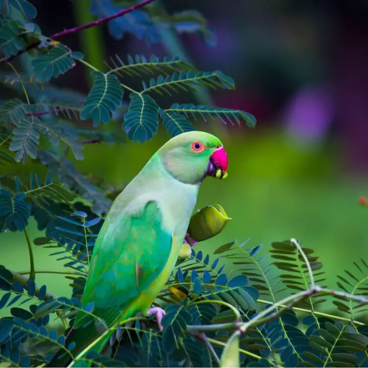 rose ringed parakeet